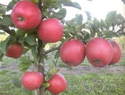 Продам саженцы яблонь из Европы оптом и в розницу.