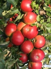 Яблони,  саженцы более 31 сорта карлики и полу карлики!