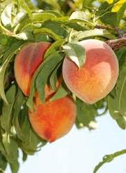 Более 100 сортов плодово-ягодных культур,  оптом и в розницу