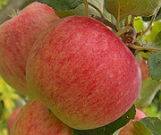 Продам саженцы яблони Piros (разветвление 5+) Алматы