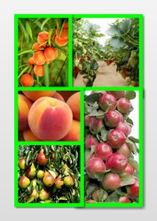 Более 100 сортов плодово-ягодных культур из Европы по приемлемым ценам