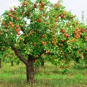 Саженцы яблонь,  местные и из Польши.